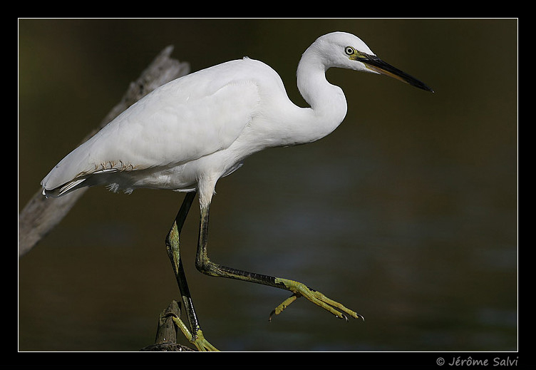 Aigrette garzette - Egretta garzetta - Little Egret