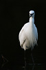 photo d'Aigrette garzette