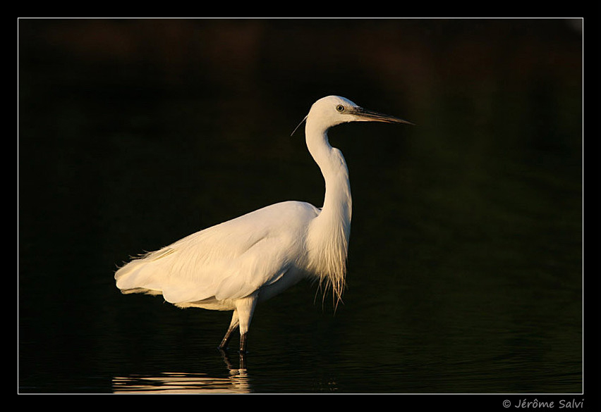 Photographie - Aigrette garzette - Egretta garzetta - Little Egret