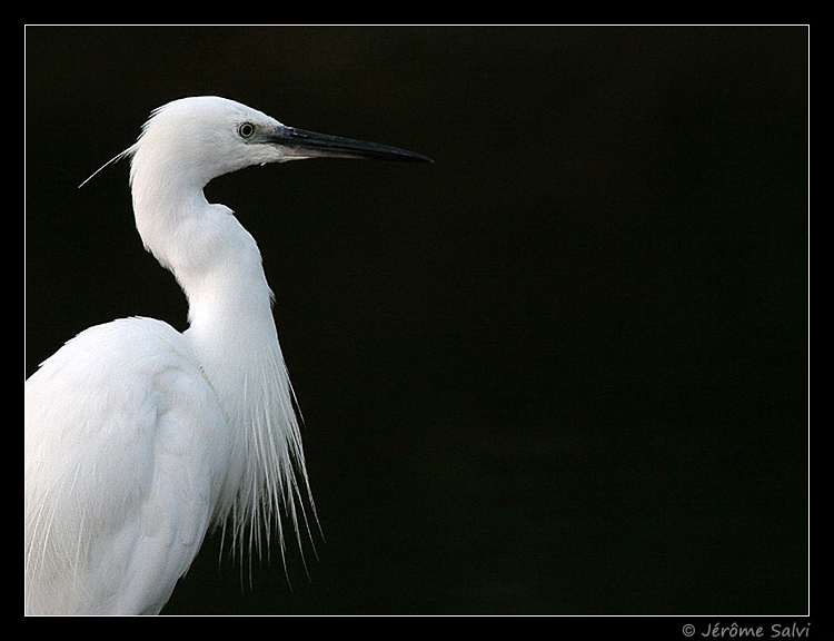 Photographie - Aigrette garzette - Egretta garzetta - Little Egret