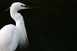 photo d'Aigrette garzette