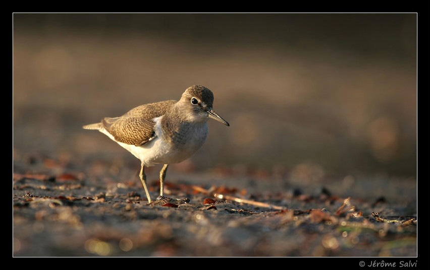 Photographie - Chevalier guignette - Actitis hypoleucos - Common Sandpiper - Bassin d'Arcachon