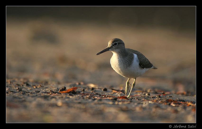 Photographie - Chevalier guignette - Actitis hypoleucos - Common Sandpiper - Bassin d'Arcachon