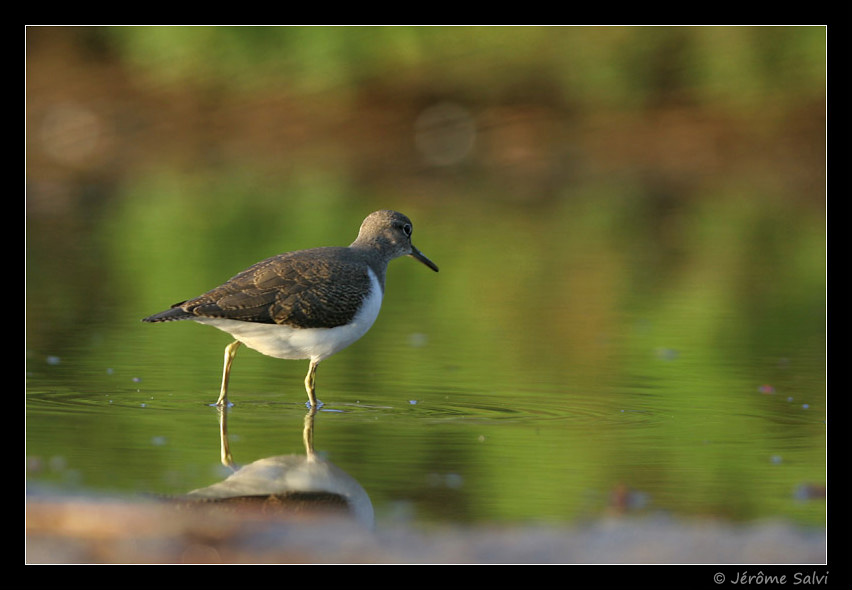 Photographie - Chevalier guignette - Actitis hypoleucos - Common Sandpiper - Bassin d'Arcachon
