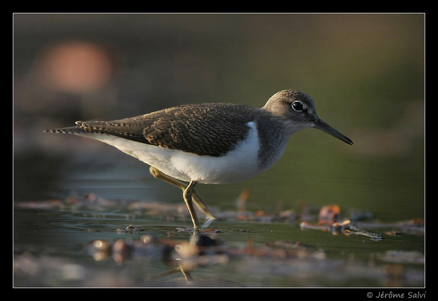 Photographie - Chevalier guignette - Actitis hypoleucos - Common Sandpiper - Bassin d'Arcachon