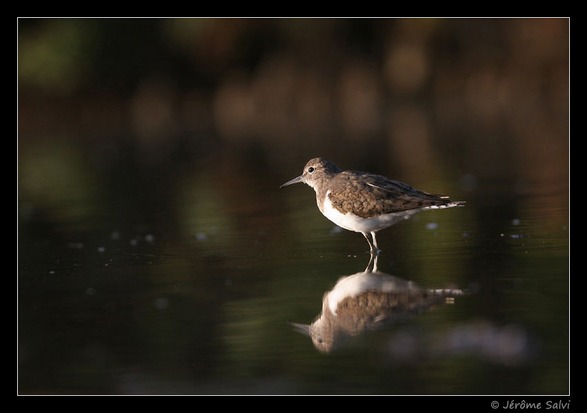 Photographie - Chevalier guignette - Actitis hypoleucos - Common Sandpiper - Bassin d'Arcachon