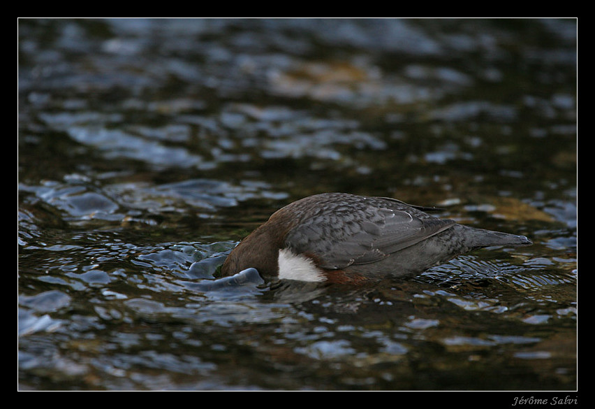 Photographie - Cincle plongeur - Cinclus cinclus - Dipper - Merle d'eau