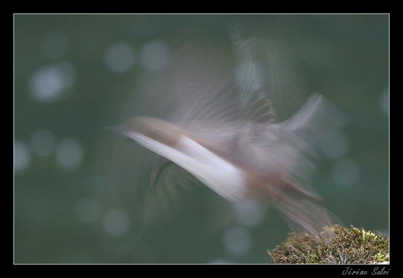 Photographie - Cincle plongeur - Cinclus cinclus - Dipper - Merle d'eau