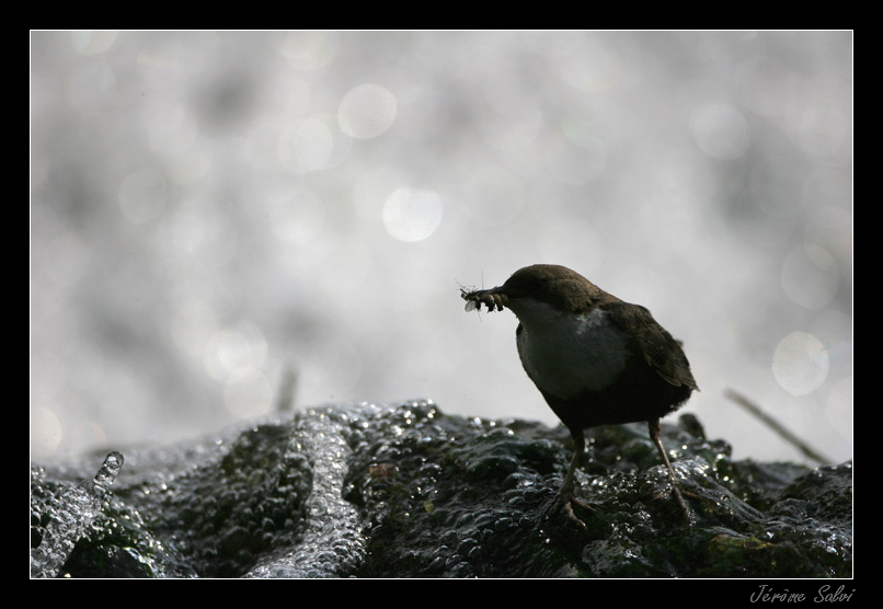 Cincle plongeur au nourrissage � contre jour - Cinclus cinclus