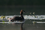 photographie de Gr�be hupp�