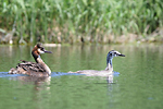 photographie de Gr�be hupp�