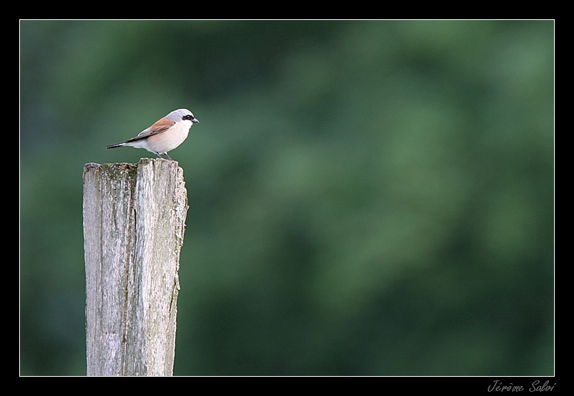 Pie-gri�che �corcheur - Lanius collurio - Red-backed Shrike
