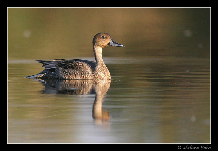 Canard pilet - Anas acuta