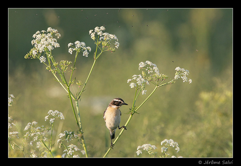 Tarier des pr�s  ambiance prairie - Saxicola rubetra - Whinchat
